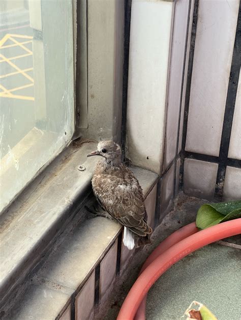 陽台飛來一隻鳥|有人知道這是什麼鳥嗎